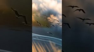 стала любить дождь.