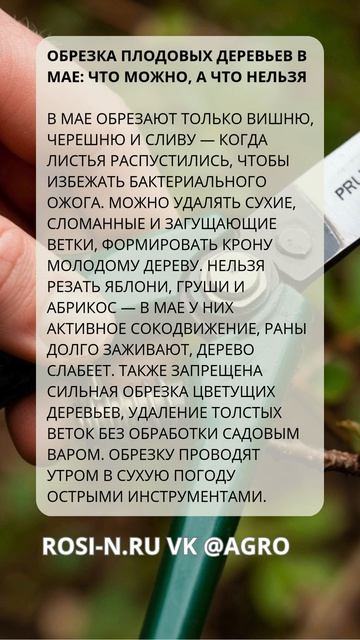 Обрезка плодовых деревьев в мае: что можно, а что нельзя