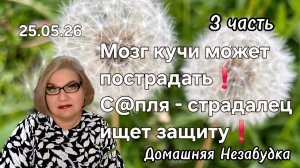 3 часть. Мозг кучи может пострадать❗️С@пля - страдалец ищет защиту❗️