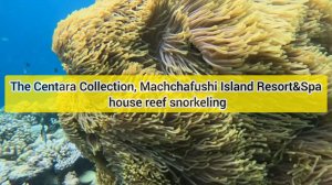 The Centara Collection, Machchafushi Island Resort&Spa house reef snorkeling, май 2026