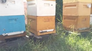 Ратация рамок перед медосбором с белой акации.Пояснения о проделанной работе.Работа пасеки на взятке
