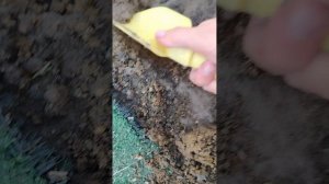 Делаю конкурс за каждого подписчика ломаю землю