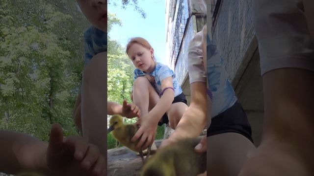 мы гуляем с гусяттами смотреть онлайн