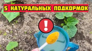 5 натуральных подкормок для огурцов! Даже дохлые моментально заплодоносят.