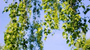 Ошо БУДЬ УВЕРЕН В СЕБЕ #Просветление#Пробуждение