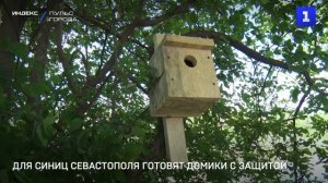 Для синиц Севастополя готовят домики с защитой