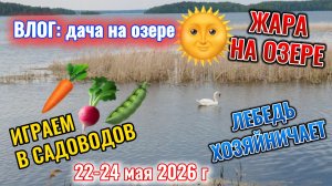 Лебедь - хозяин озера, жара, сядут все и мелкие неприятности на даче 22-24 мая 2026 г