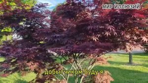 Яд чужих сплетен