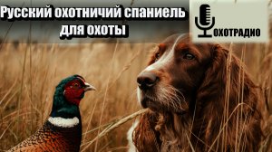 Русский охотничий спаниель для охоты / СТРИМ ИЗ МОЛДОВЫ / САФАР ОХОТНИК 🔴ОХОТРАДИО