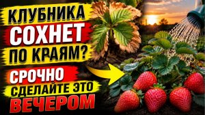 Клубника сохнет по краям? Срочно сделайте это вечером
