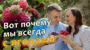 Ягоды на даче без проблем, без химии, дети едят прямо с куста