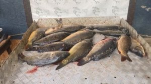 улов карпа на большом водоёме