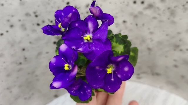 Фиалка ВаТ-Горох
