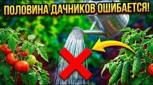 10 овощей, которые нельзя поливать одинаково! Половина дачников делает это неправильно!