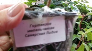 Пересаживаю свой перец, баклажаны в теплицу. Цыплята бройлерные.. Западная Сибирь.