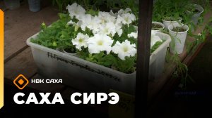 «Саха сирэ» информационнай биэрии. Ыам ыйын 25 күнэ 13.30