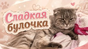 Кот Багет - моя сладкая булочка
