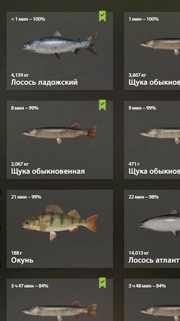Лосось ладожский на реке Волхов для квеста #рр4