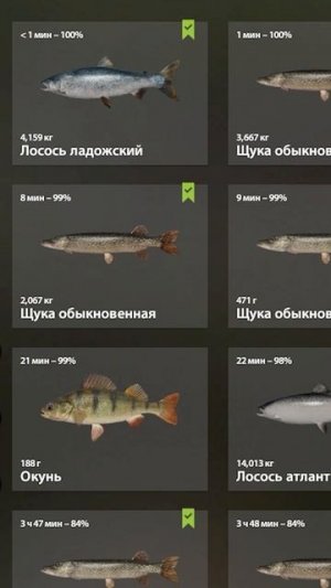 Лосось ладожский на реке Волхов для квеста #рр4