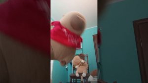 класс животных игрушек