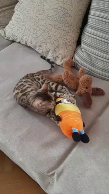Бенгальская кошка смотреть онлайн