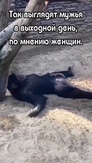 COOLCLIPS_251_подписывайся смотреть онлайн