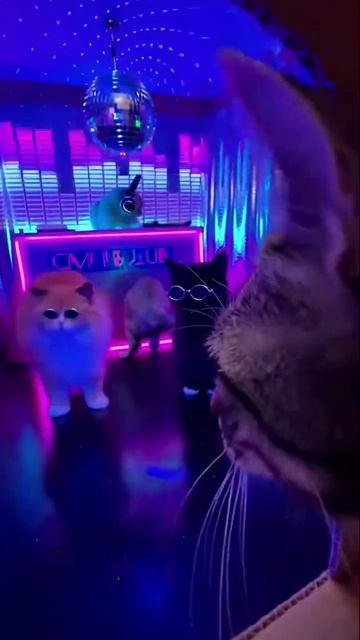 Котики смотреть онлайн