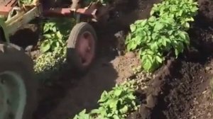 Даёт ли окучивание картошки какие нибудь преимущества? Послушайте опытных огородников.