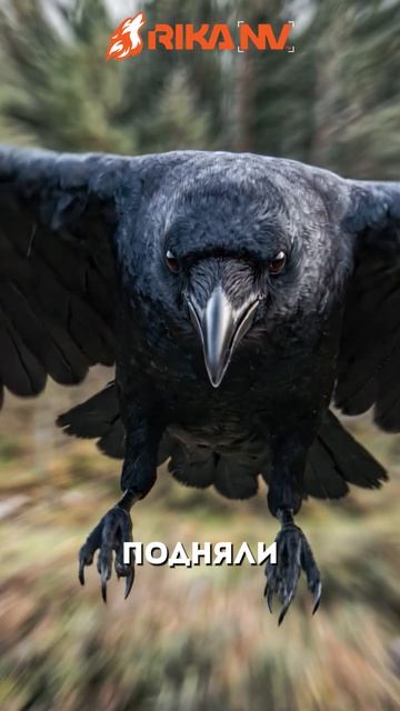Память вороны, передающаяся по наследству? RikaNV познавательный