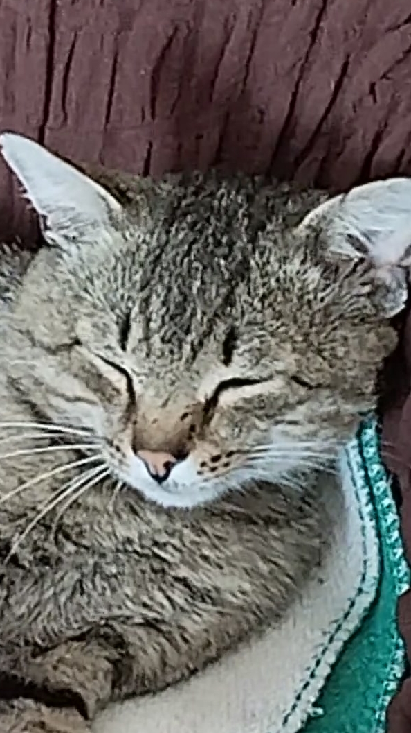 Полюбила полосатика! 😂😻  25-05-2026
