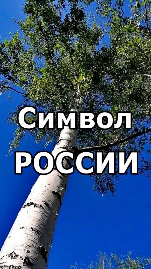 БЕЛАЯ БЕРЁЗОНЬКА💖