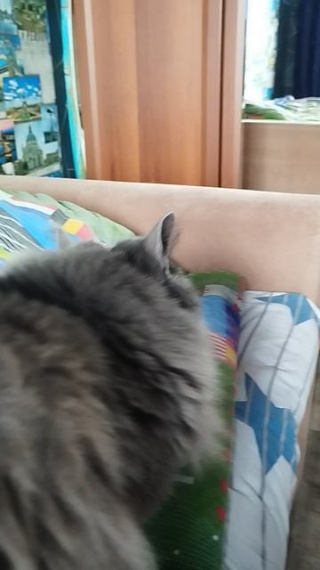 моя кошка смотреть онлайн