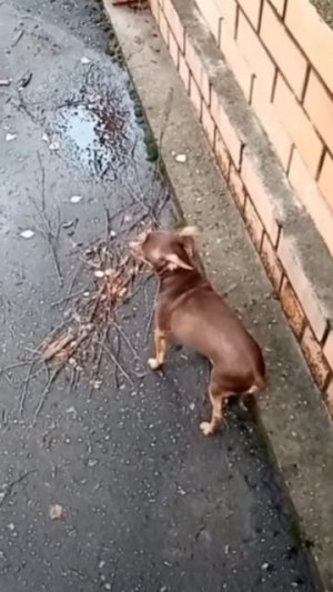 Удивительные животные !!!