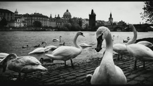 Сборник моих фотографий  2019  87 часть