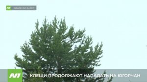 Клещи продолжают нападать на югорчан. ХМАО