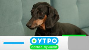 «Утро. Самое лучшее». 25 мая 2026 года