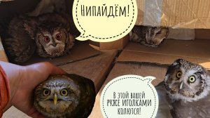 Распаковка целого пикапа сов! Добровольно вышли только сова Ёль и две совы сплюшки. Ёль узнала дом!