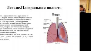 20260523_Гаятри24_Анатомия дыхательных путей