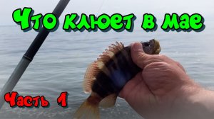 Что клюет в мае на Черном море