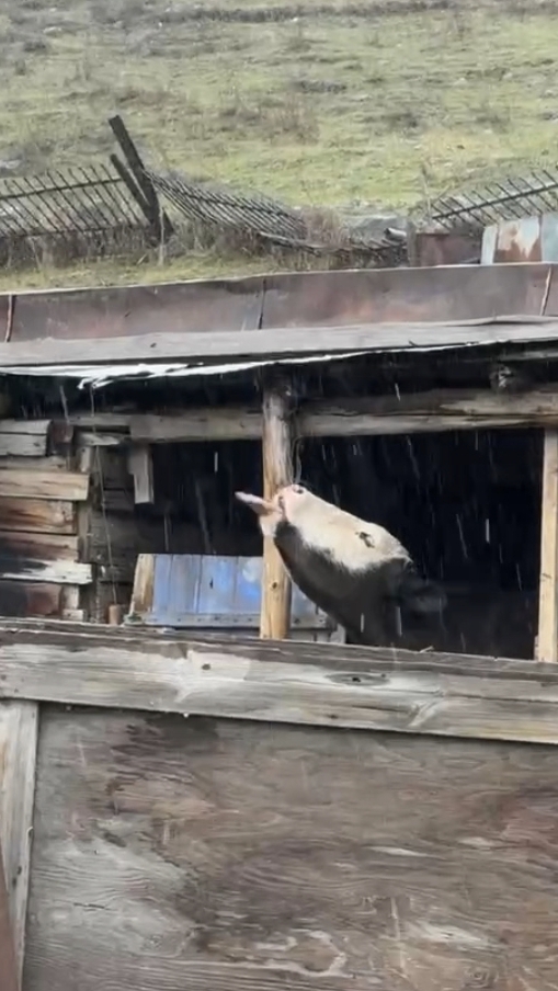 Бычок, который подружился с дождём😁Тайна дождевой лужи: бычок открывает мир #животные #Эльбрус