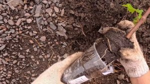 Сажаем виноград. Май 2026. Курск