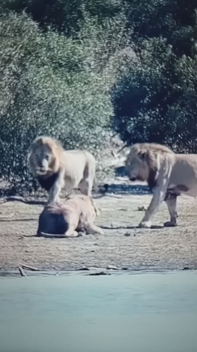 ЛЬВЫ напали на вожака прайда😳🤔