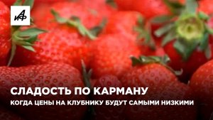 Сладость по карману. Когда цены на клубнику будут самыми низкими