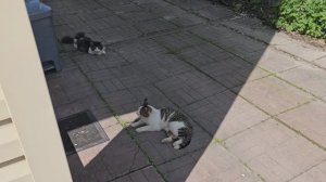 🐈Котопозитив разморился, то солнце, то дождик, и шуба не отстегивается 🐈