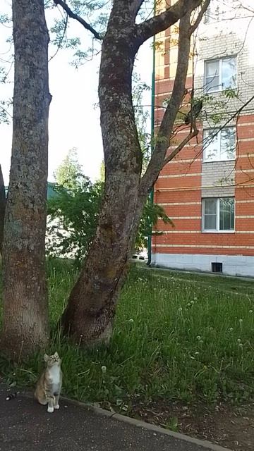 VID_20260525_184812[1] смотреть онлайн