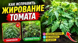 ВАШИ ТОМАТЫ «ЖИРУЮТ»? ТРИ НАДЁЖНЫХ СПОСОБА ЭТО ИСПРАВИТЬ!
