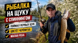 ЩУКА АКТИВНА! Рыбалка на спиннинг во время цветения черёмухи