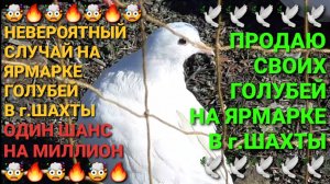 🤯🤯🤯Один шанс на миллион! Невероятный случай на ярмарке голубей в г.Шахты. Продаю своих голубей.