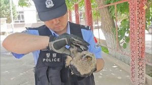 🦉Как китайский пограничник птенца филина спас