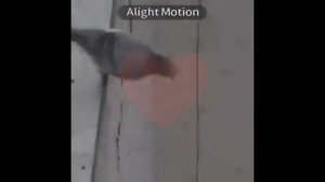 голубь